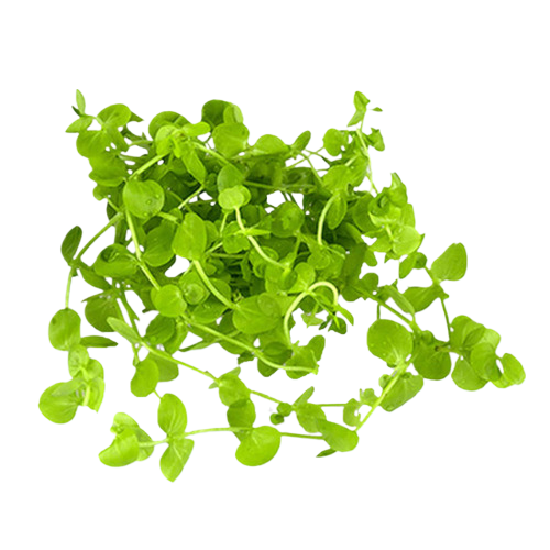 Dwarf Baby Tears Micranthemum Umbrosom