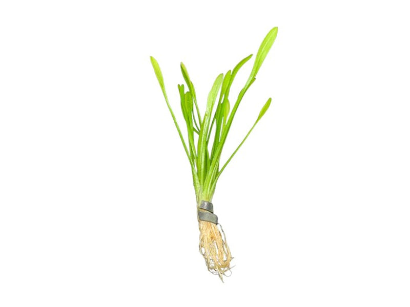 Dwarf Sagittaria Subulata