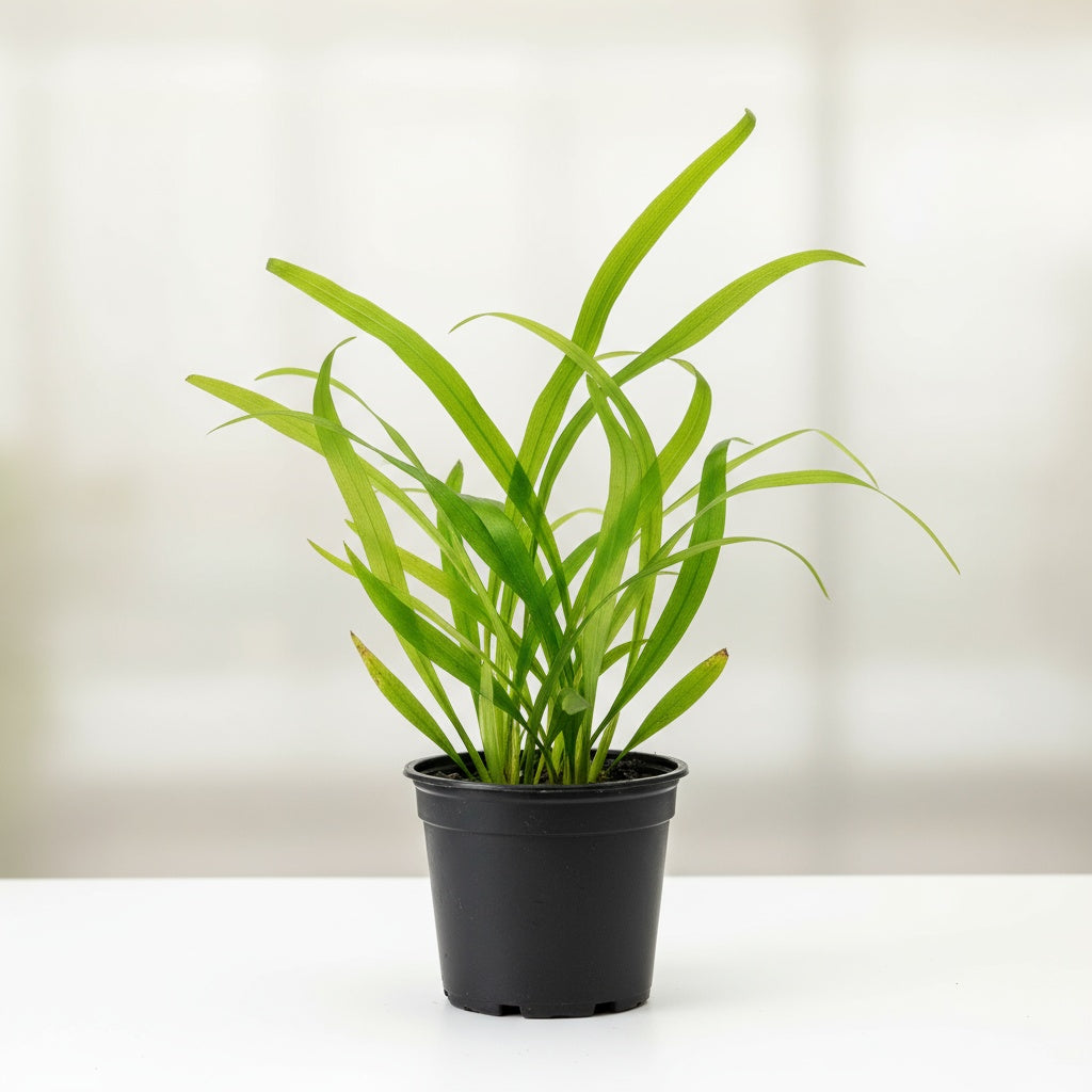 6 Valisnaria (Vals) Spiralis Italian