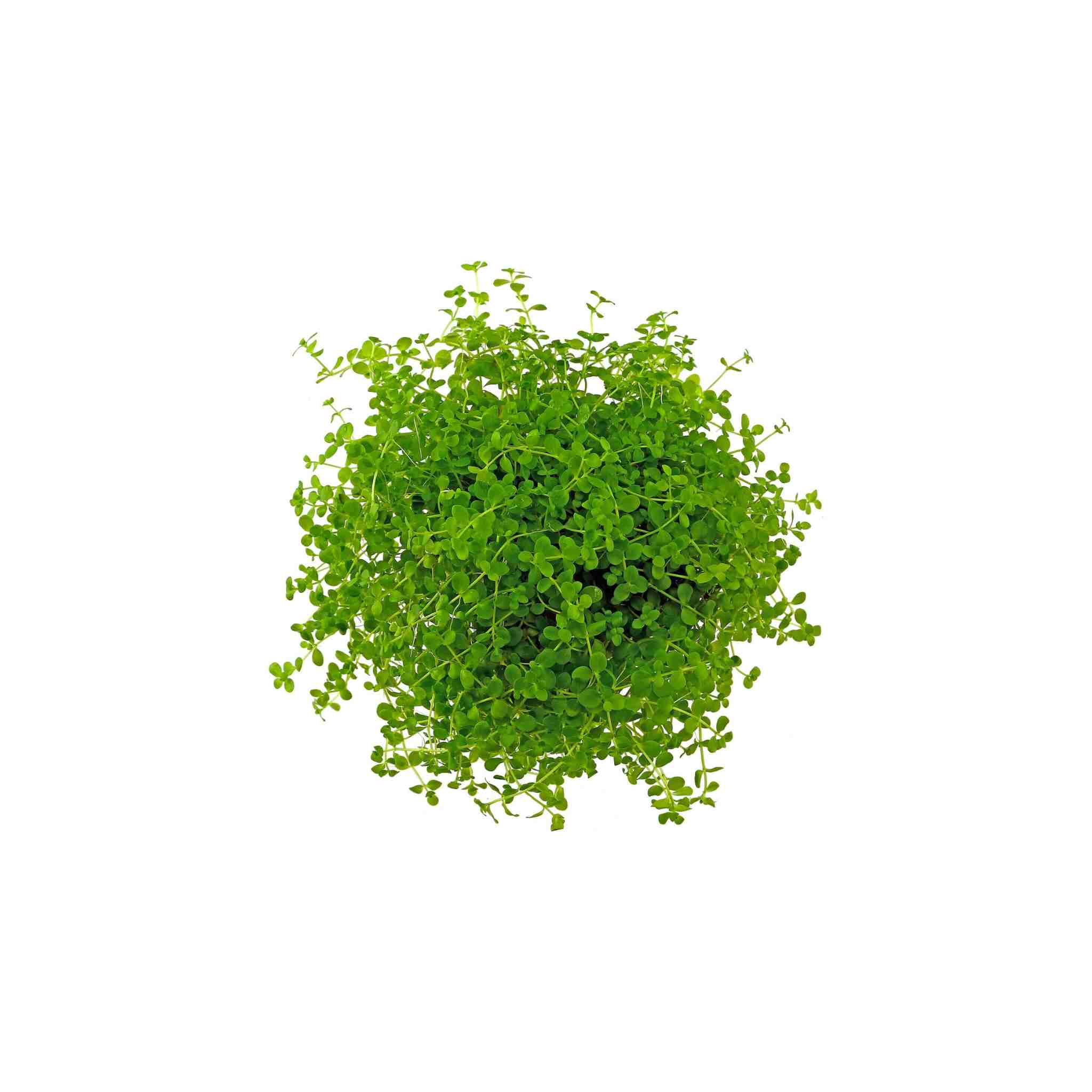 Monte Carlo (Micranthemum)