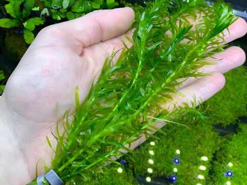 Anacharis Egeria Densa in 2 Inch Pot Live Aquarium Plants
