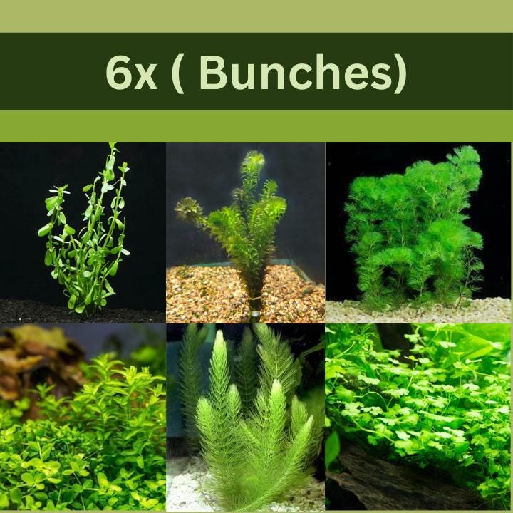 Low Light Aquarium Plant Bundle