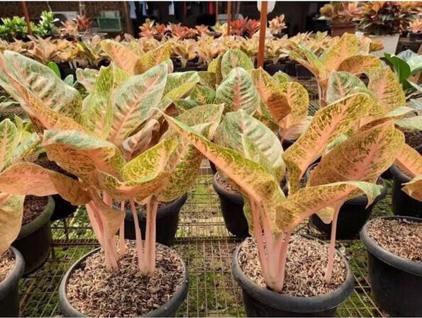Aglaonema Queen Red Valentine Rooted Starter Plant