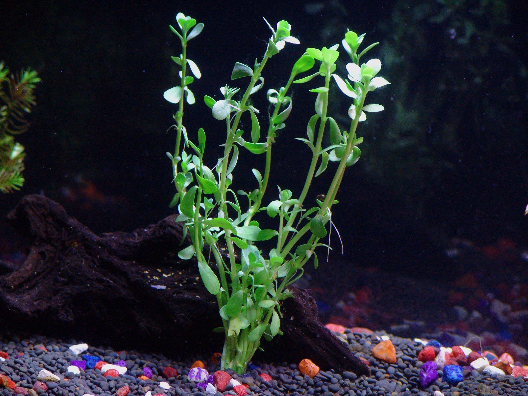 Florida Aquatic Plant Bundle