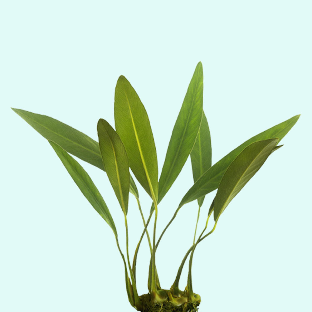 Anubias Heterophylla Lanceolata