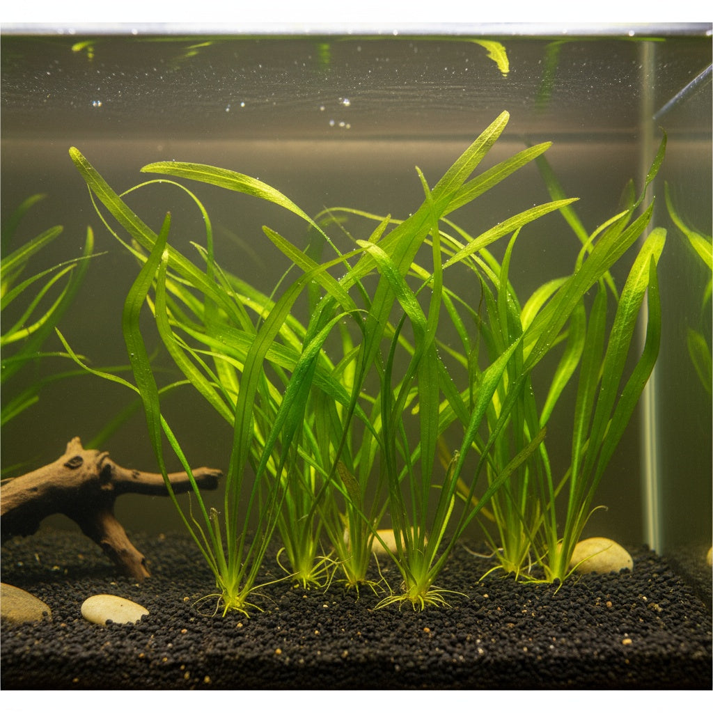 6 Valisnaria (Vals) Spiralis Italian