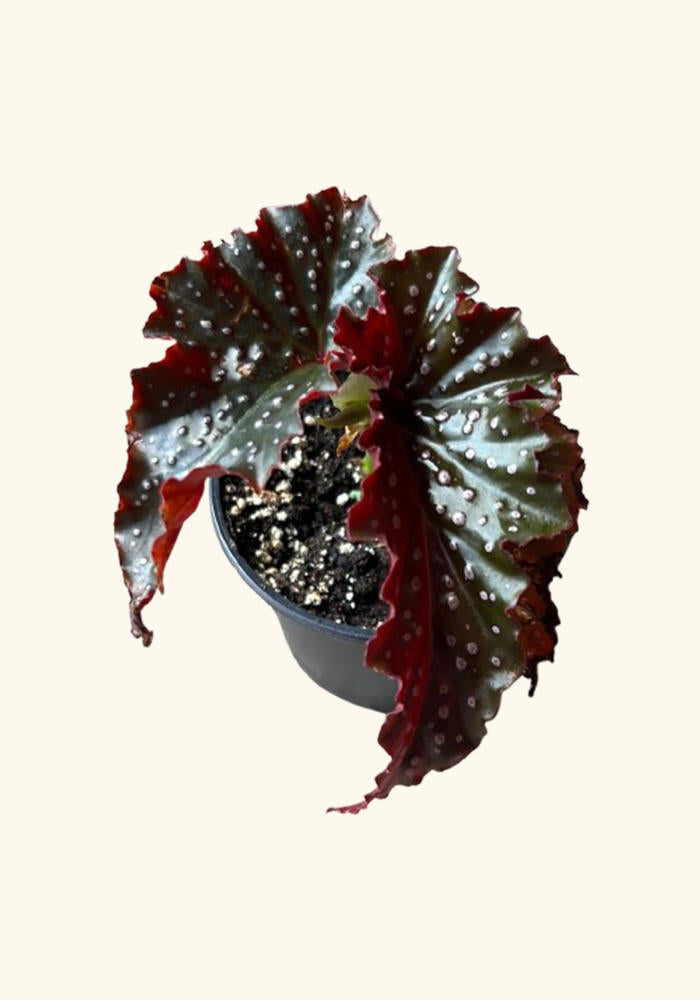 Angel Wing Begonia Fannie Moser