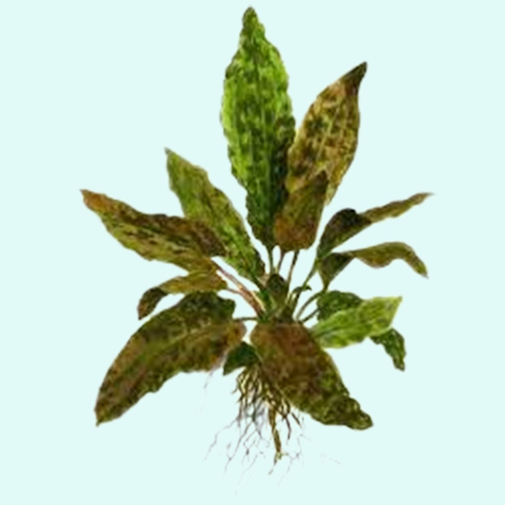 Cryptocoryne Wendtii Brown