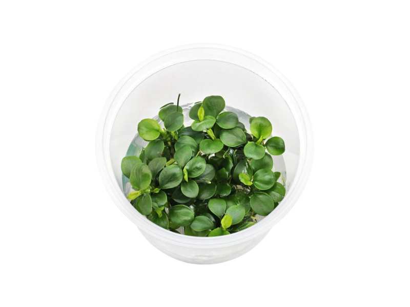 Anubias Barteri Mini Coin Leaf