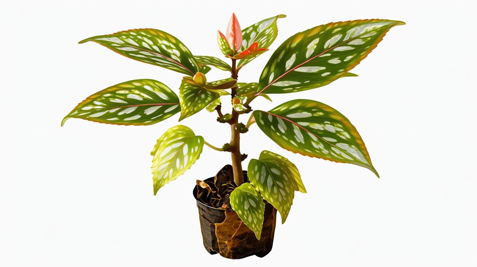 Angel Wing Begonia Medora Rooted Starter Plant