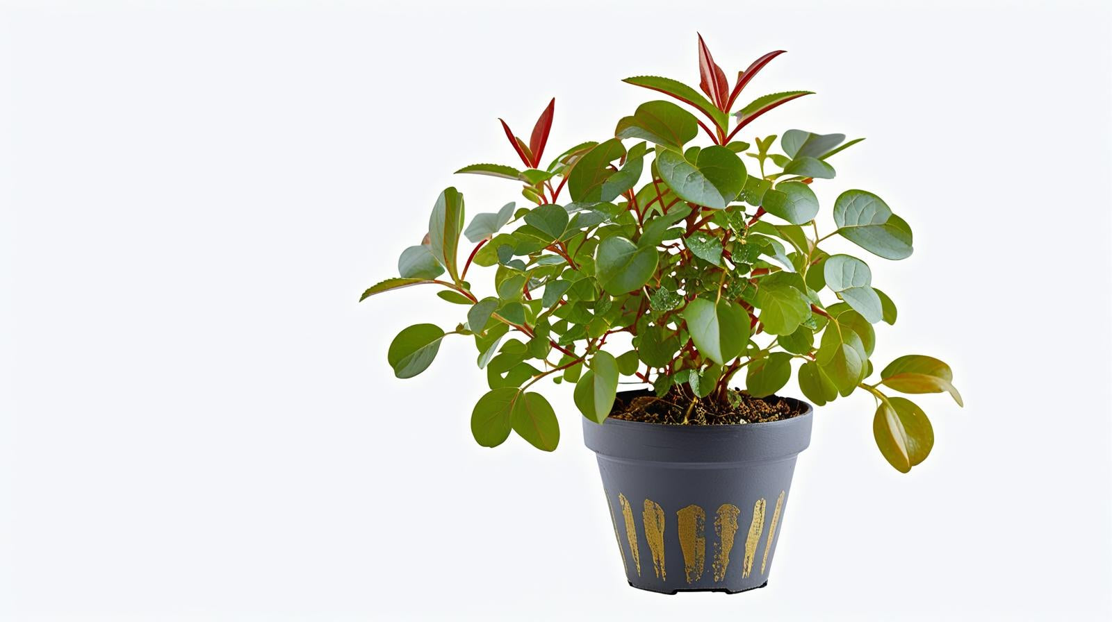 Ludwigia Repens Red 2 Inch Pot