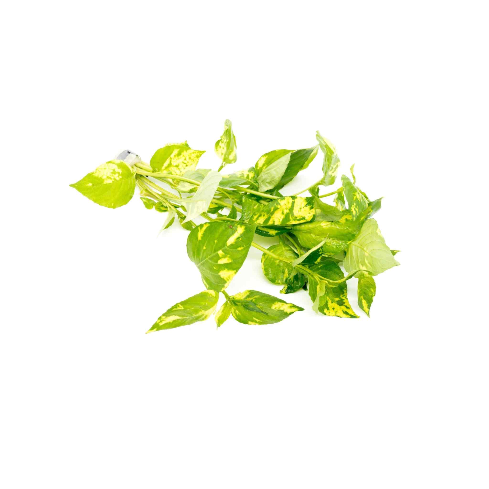 Hygrophilla Corymbosa "Varigated" Marble Temple Plant