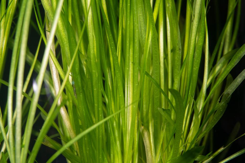 Low Light Aquarium Plant Bundle