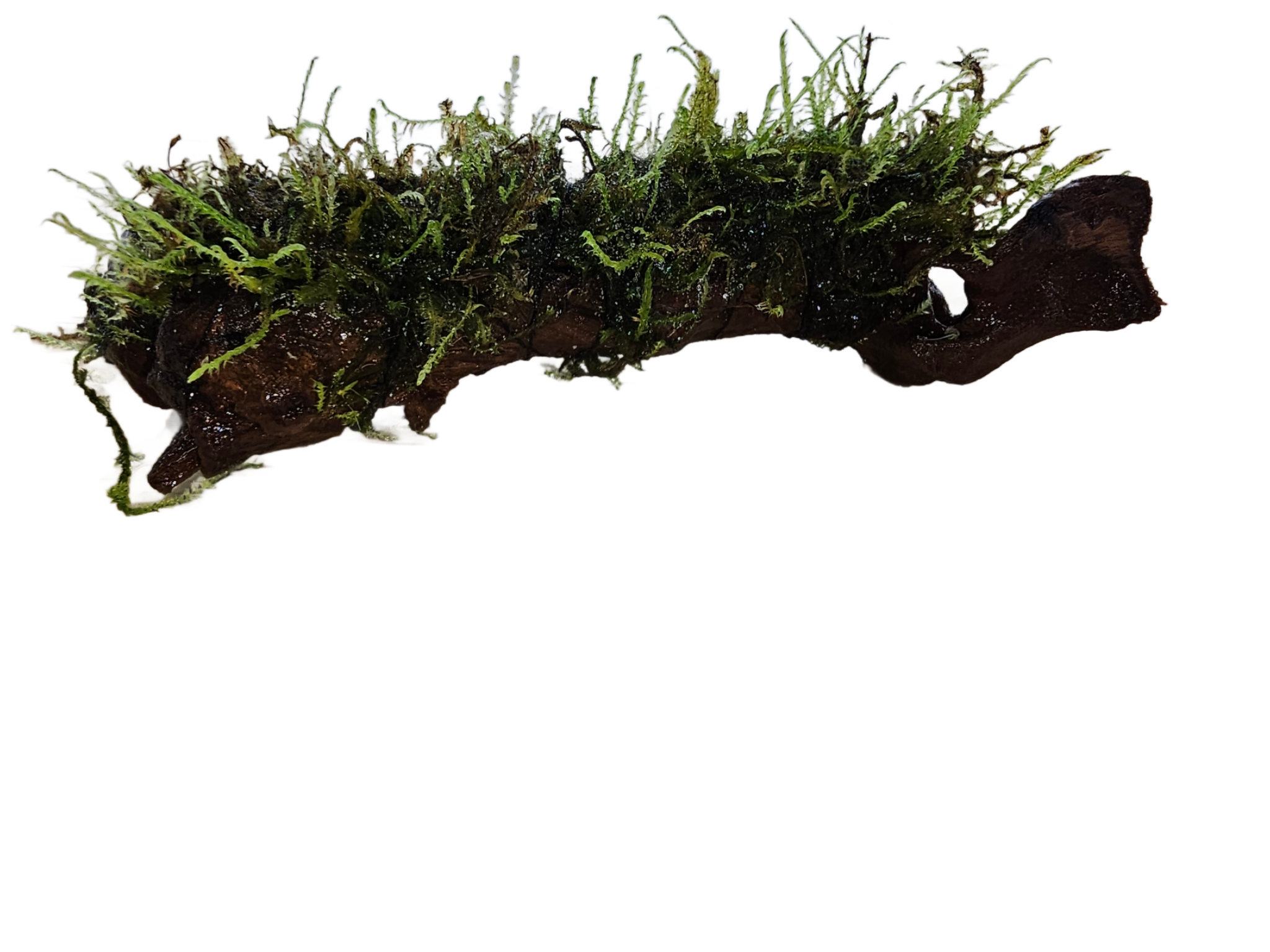 Moss On DriftWood