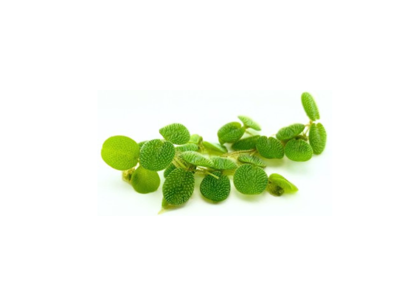 Salvinia Floating Plants
