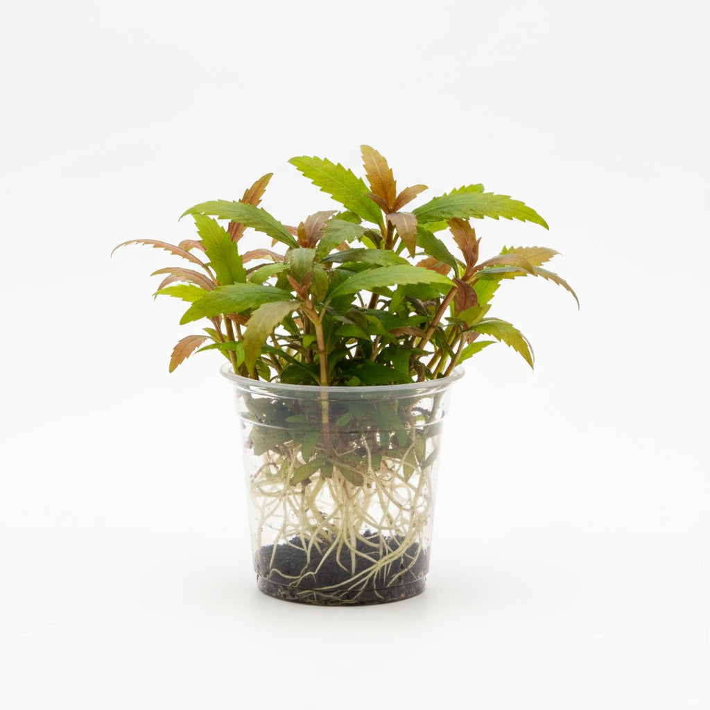 Hygrophila Pinnatifida