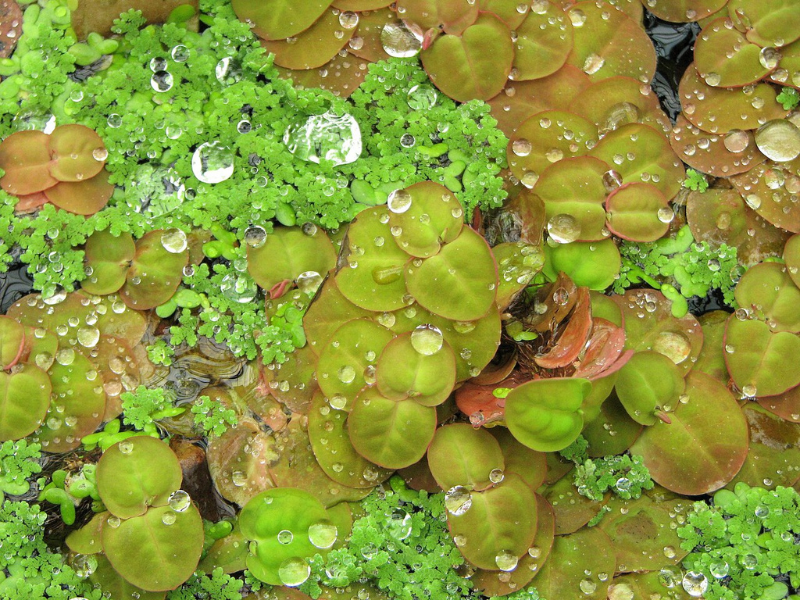 Red Root Floater Phyllanthus Fluitans