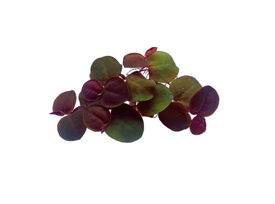 Red Root Floater Phyllanthus Fluitans