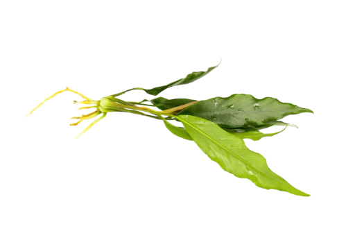 Anubias Minima Bare Root