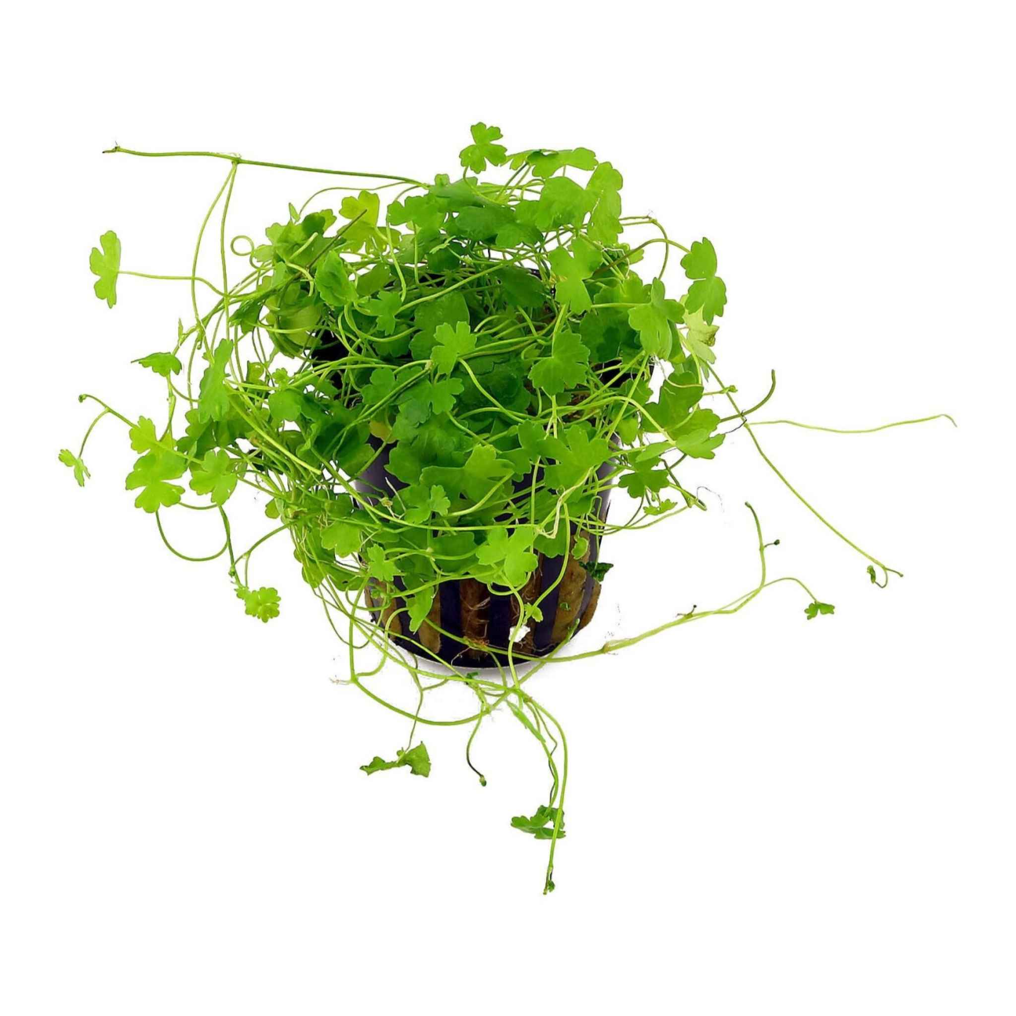 Dwarf PennyWort Japan (Hydrocotyle Tripartita)