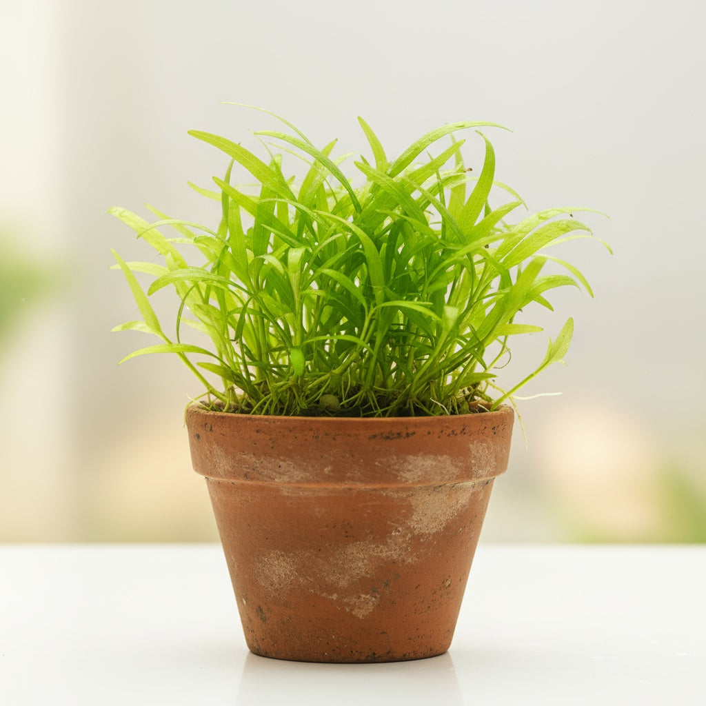 Chain Sword Narrow Leaf Hellanthium Bolivianum
