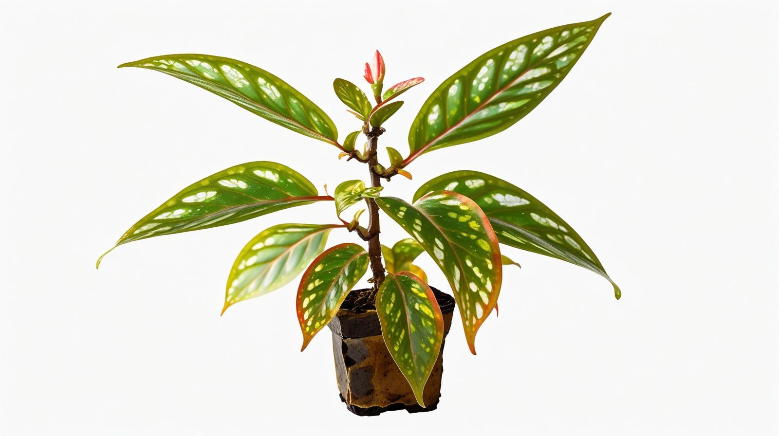 Angel Wing Begonia Medora Rooted Starter Plant