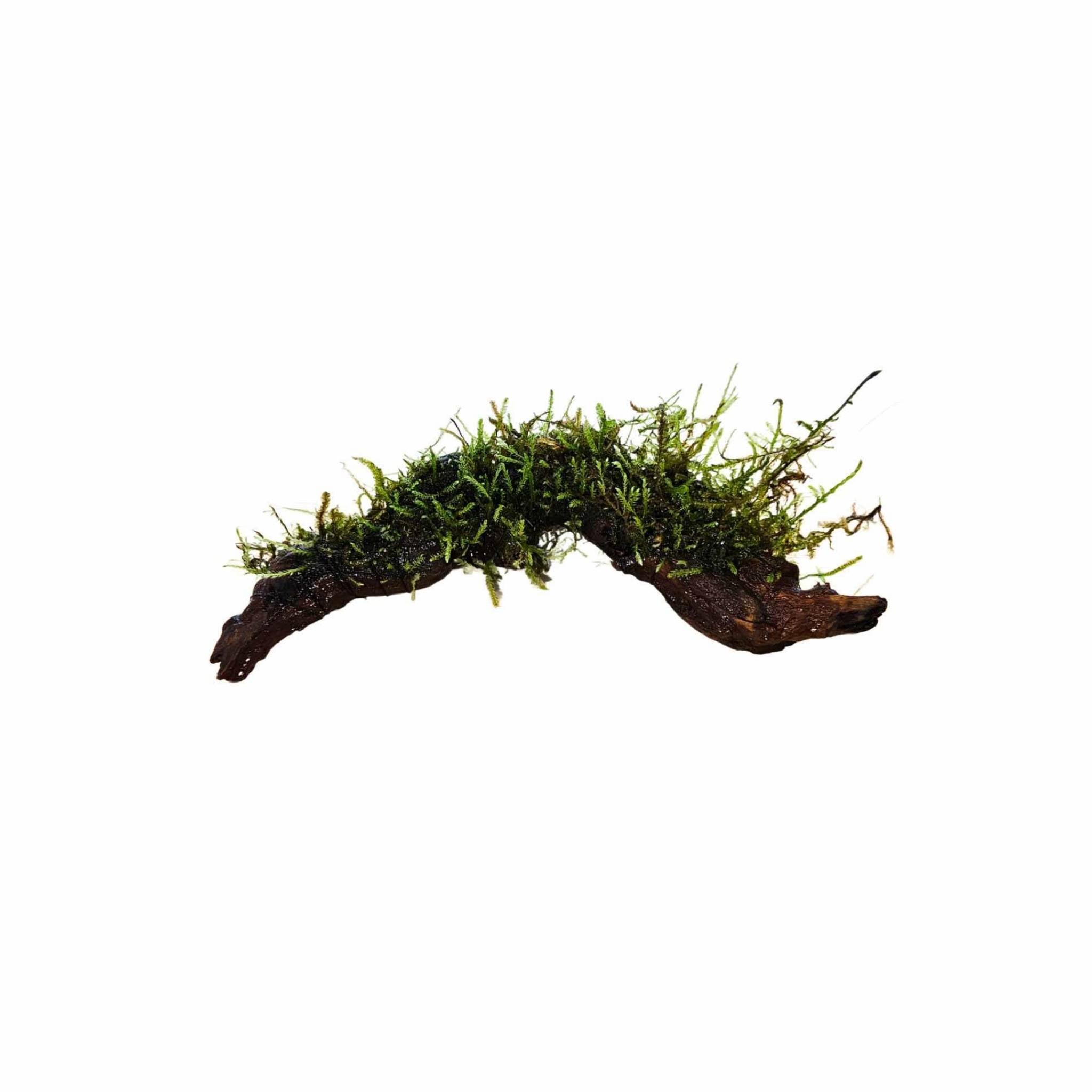 Moss On DriftWood