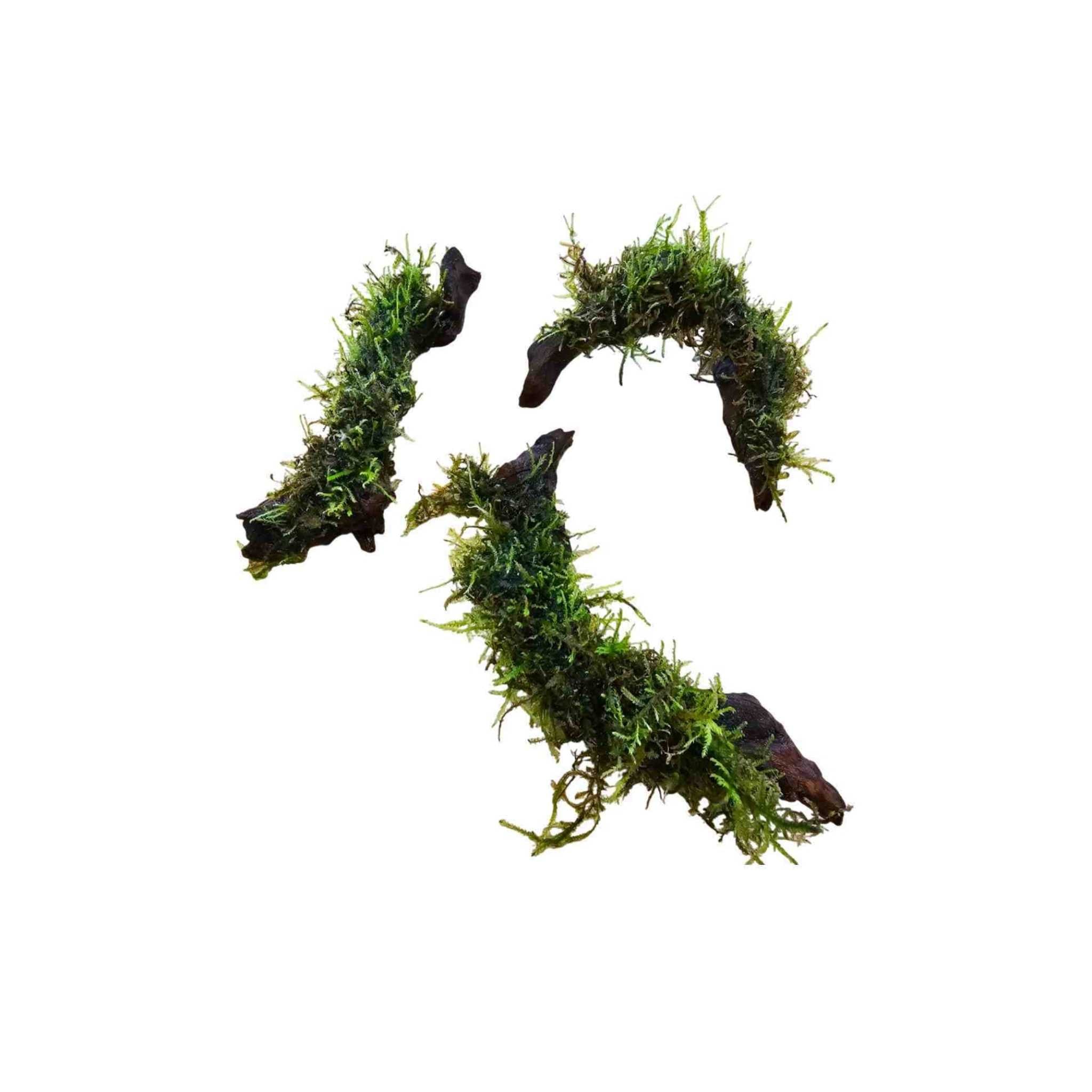Moss On DriftWood