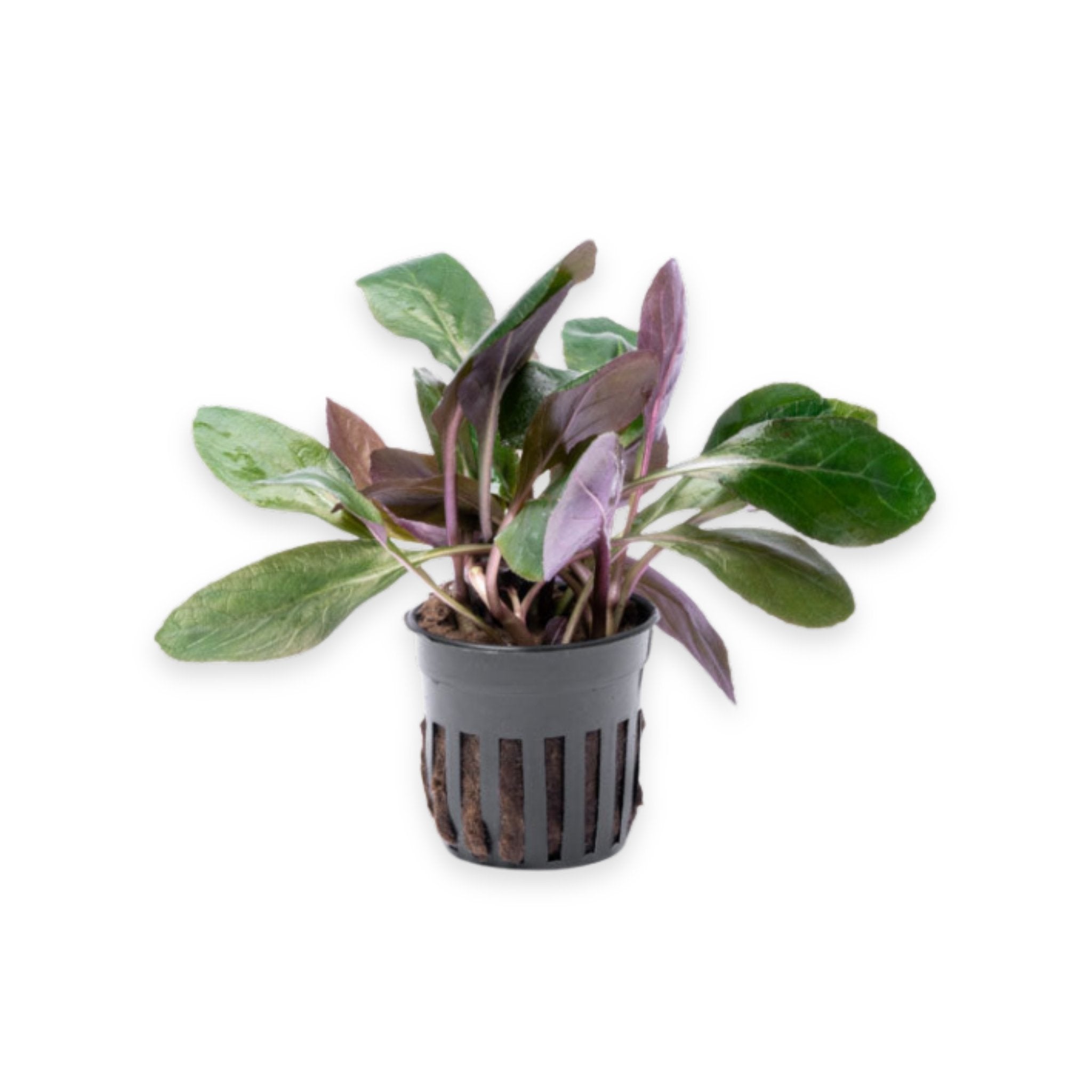 Dwarf Cardinal Lobelia Cardinalis