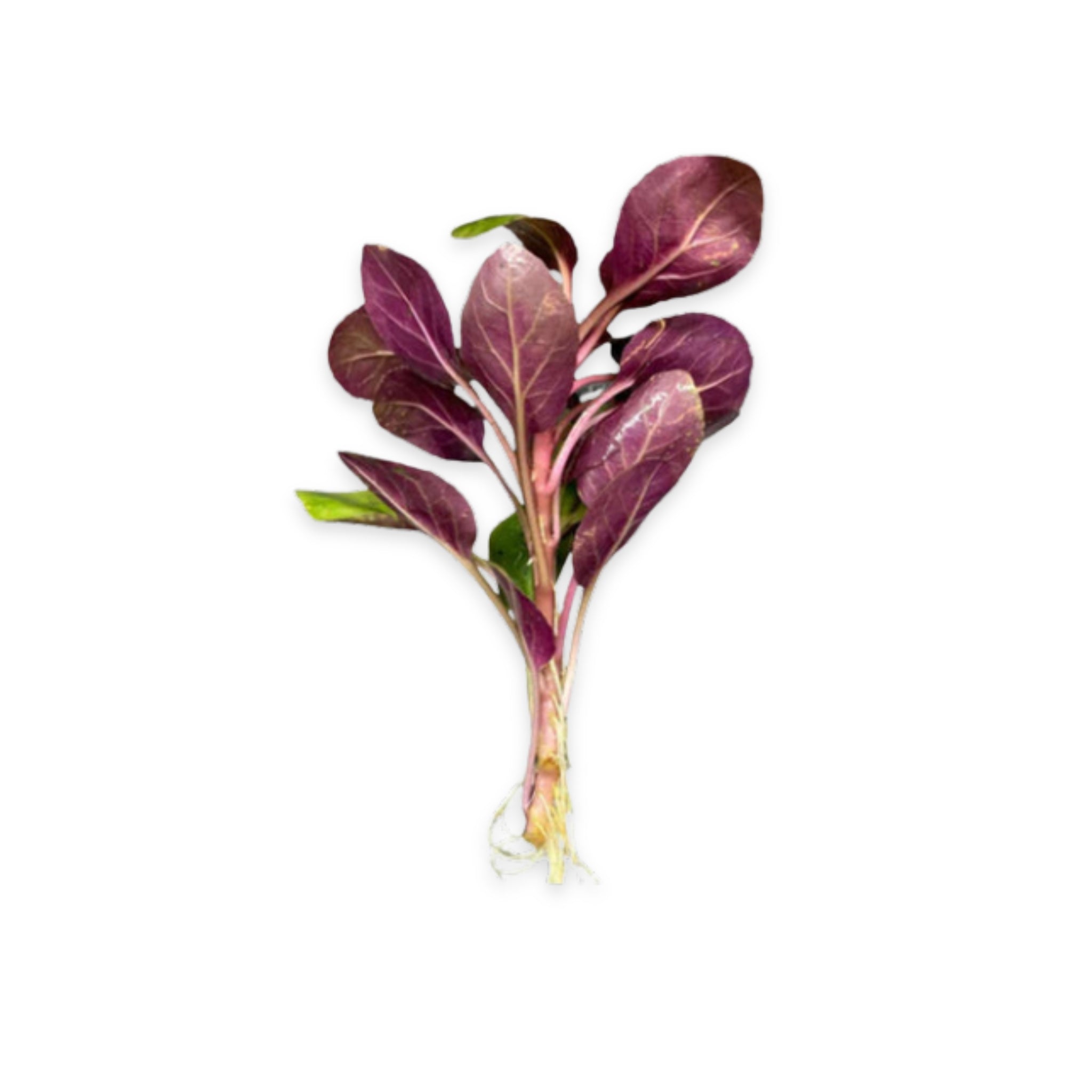 Dwarf Cardinal Lobelia Cardinalis