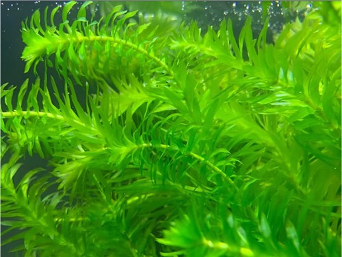 Anacharis Egeria Densa in 2 Inch Pot Live Aquarium Plants