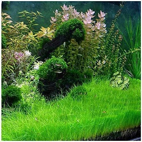 5 X Dwarf Hairgrass (Eleocharis Parvula)