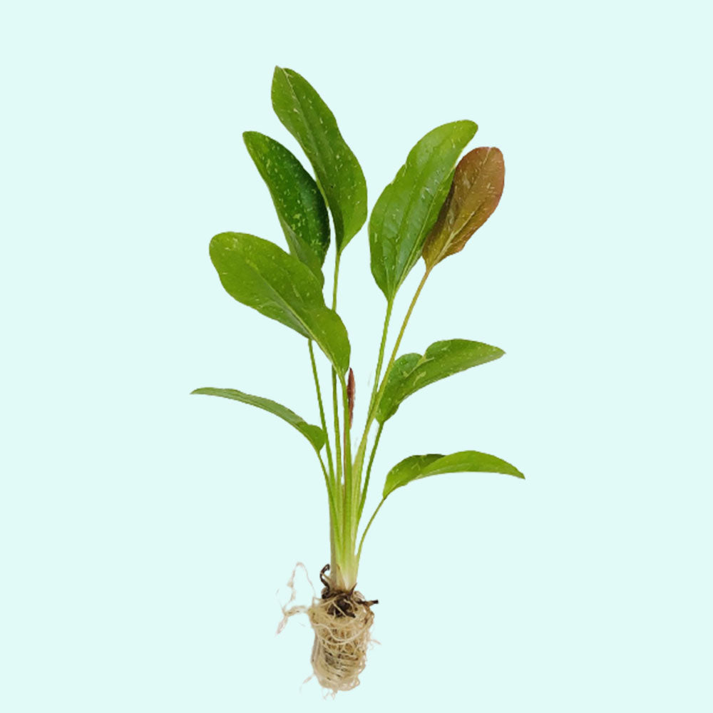 Rose Sparkle Sword (Echinodorus Sparkle)