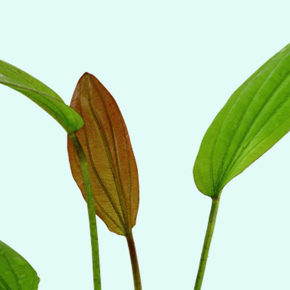 Rose Sparkle Sword (Echinodorus Sparkle)