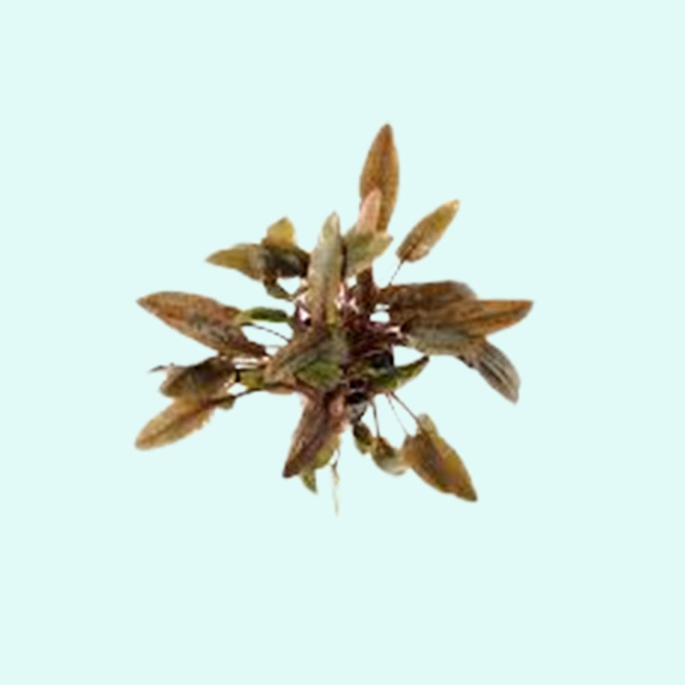 Cryptocoryne Wendtii Brown
