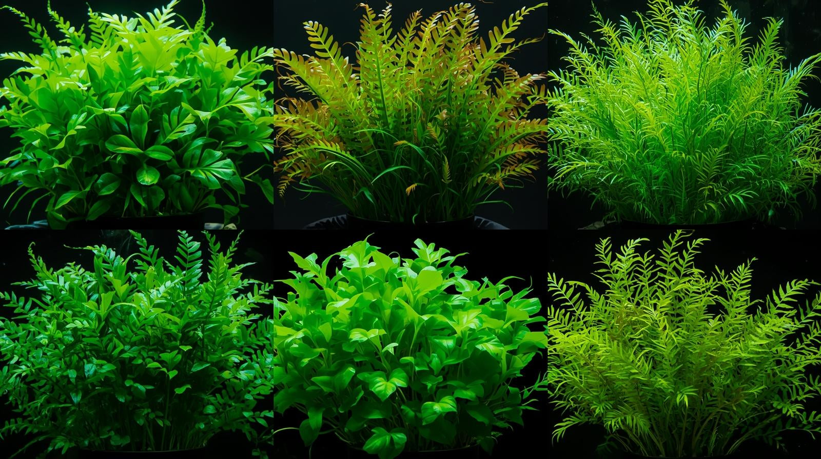 Bright Color Aquarium Plant Bundle – 6 Stunning Live Plants
