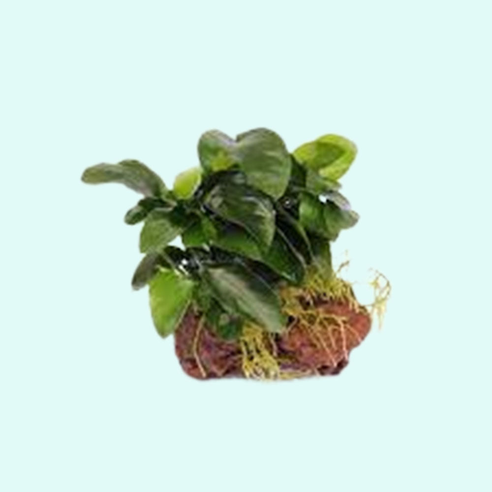 Anubias On Lava Rock