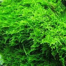 Willow Moss Fontinalis Antipyretica Portion