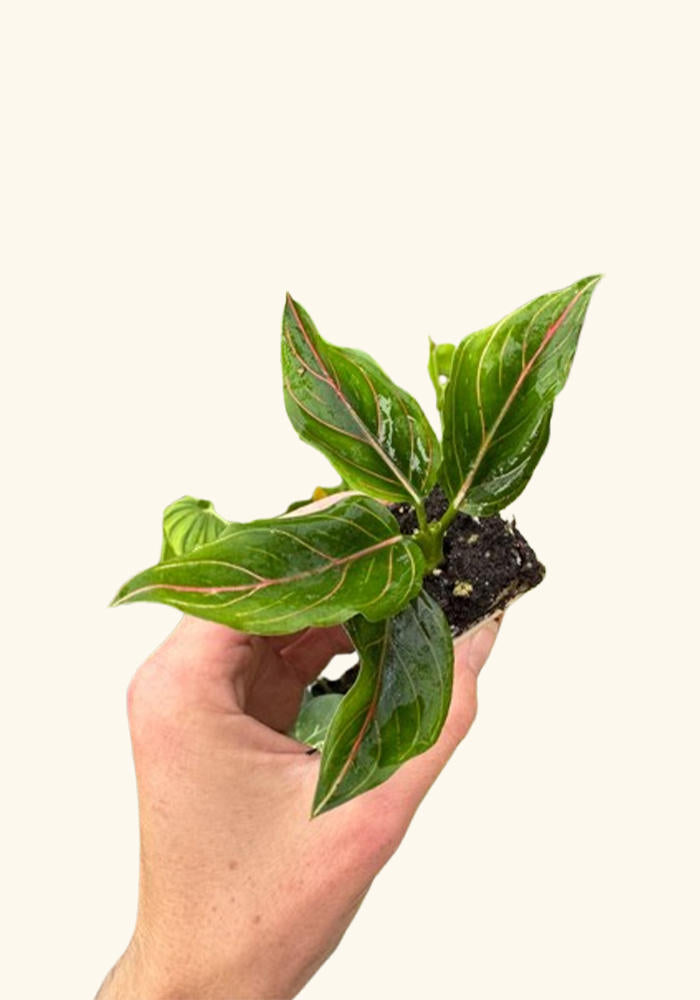 Aglaonema Red Vein Rooted Starter Plant