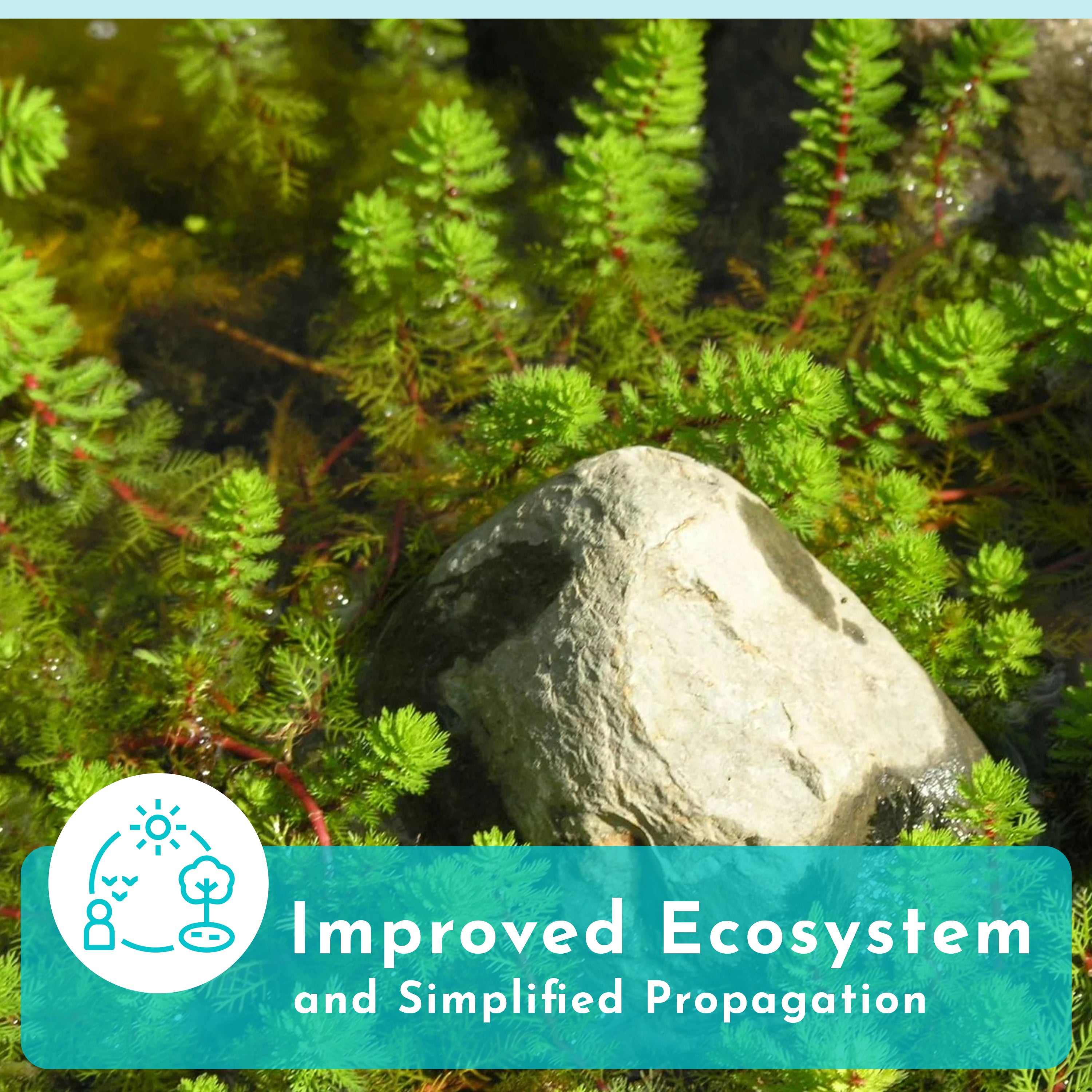 Red Parrot Feather Myriophyllum Brasiliensis