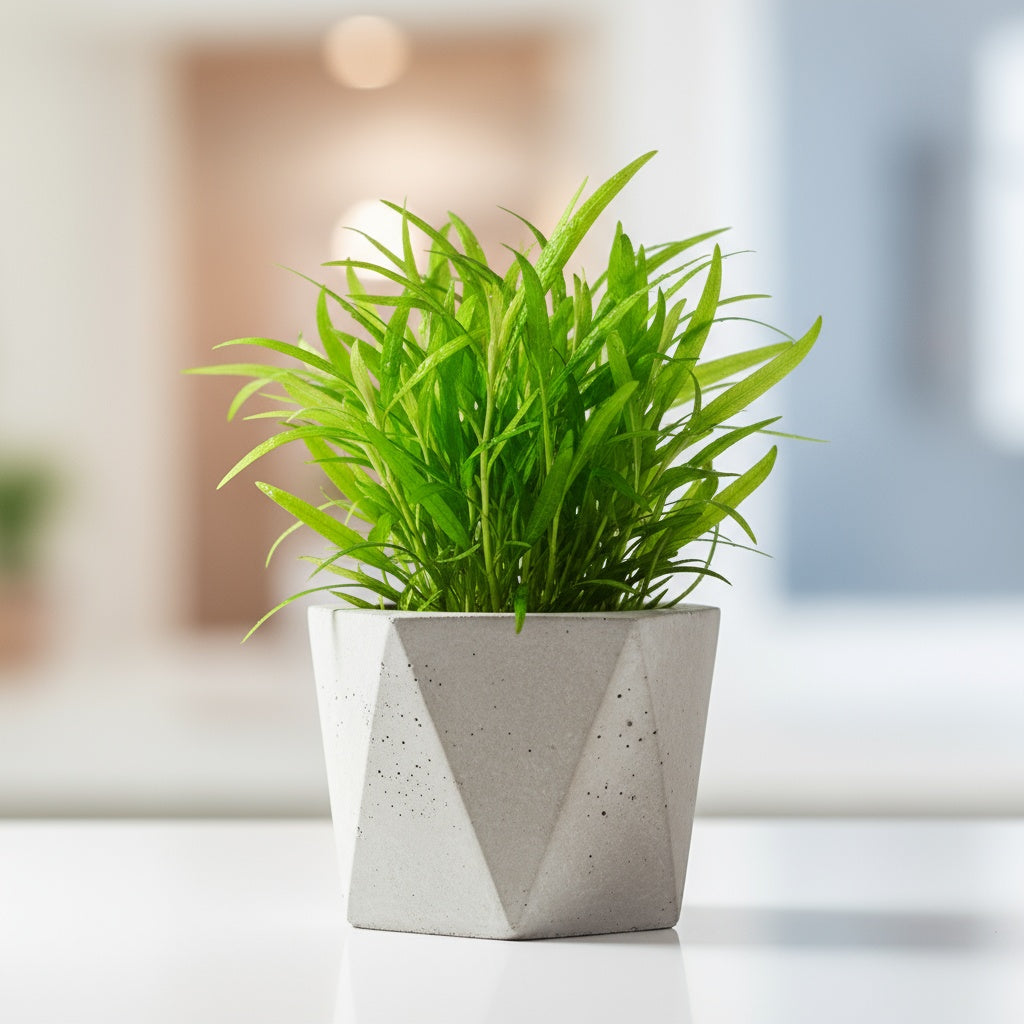 Chain Sword Narrow Leaf Hellanthium Bolivianum