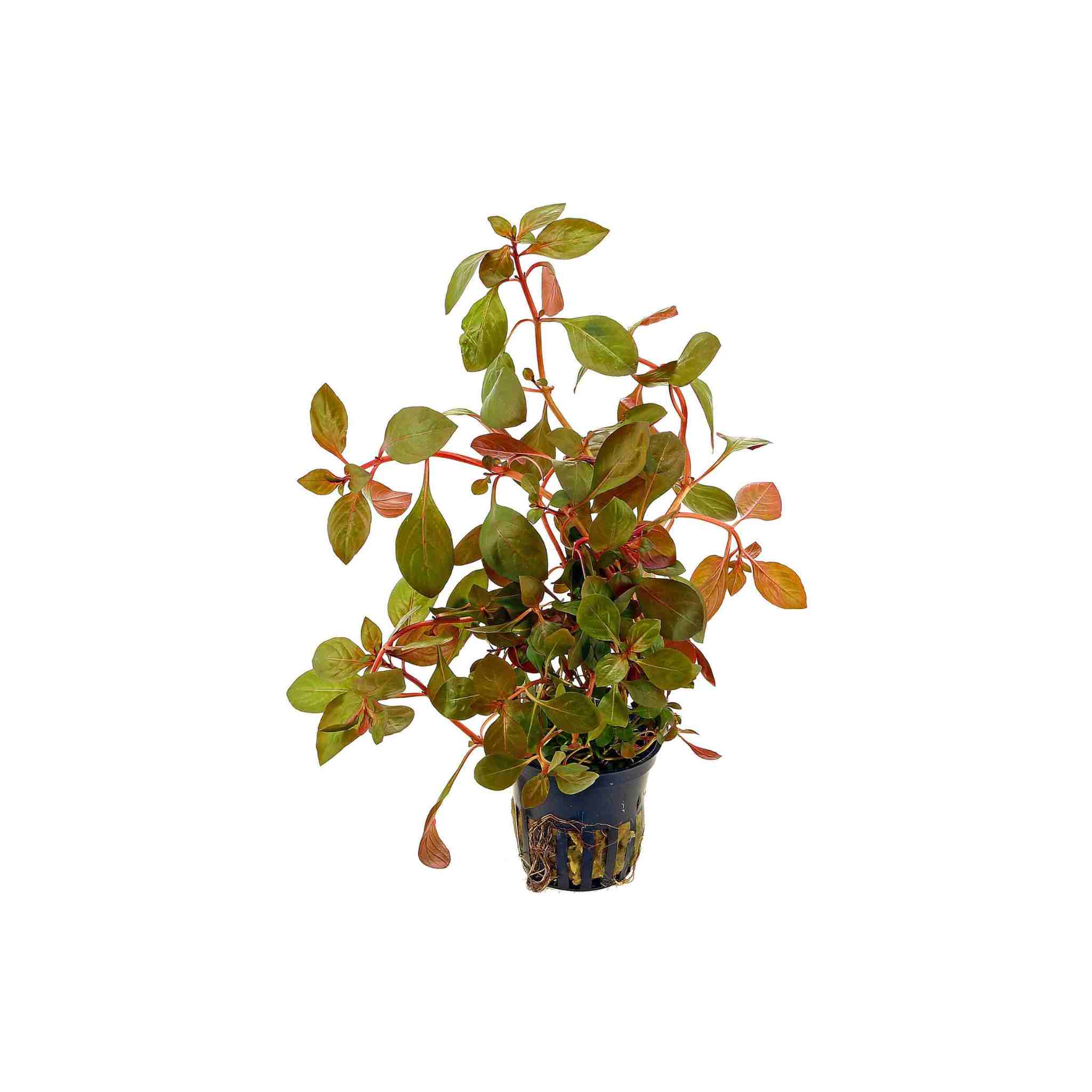 Ludwigia Repens Red 2 Inch Pot