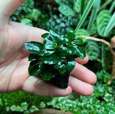 Anubias On Lava Rock