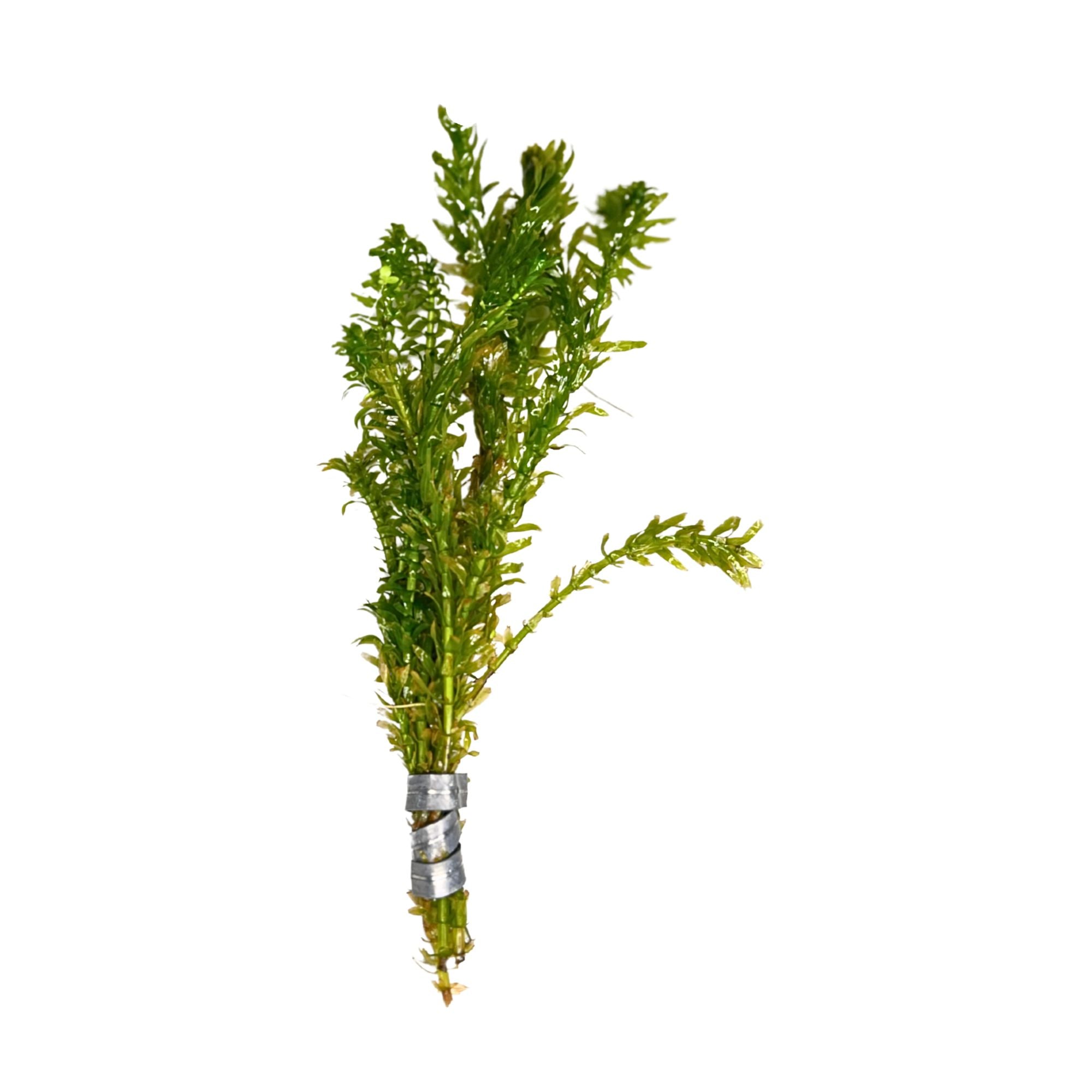 Anacharis and Hornwort Bundle
