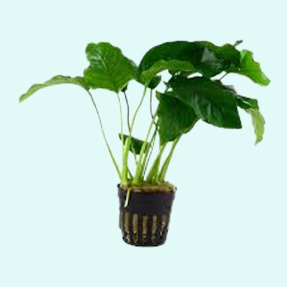 3 Anubias Aquatic Plants Bundle Small 1-3 Inches
