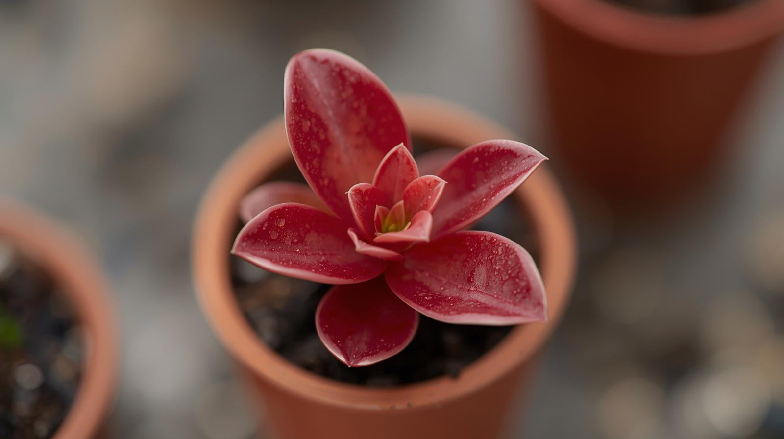 Ludwigia Repens Red 2 Inch Pot