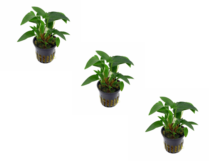 Anubias Barteri (Gracilis)