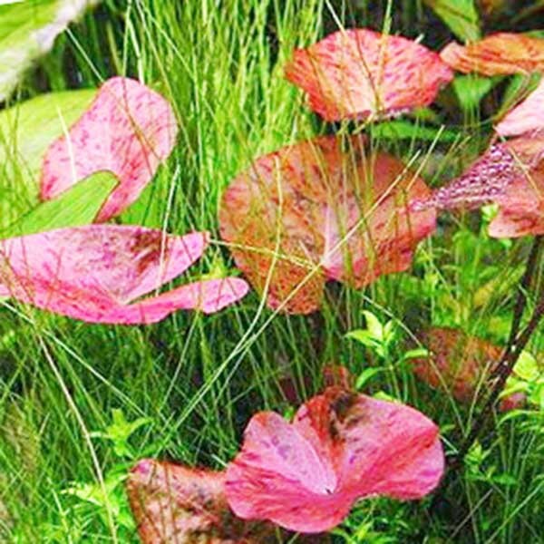 Red Tiger Lotus Lily Nymphaea