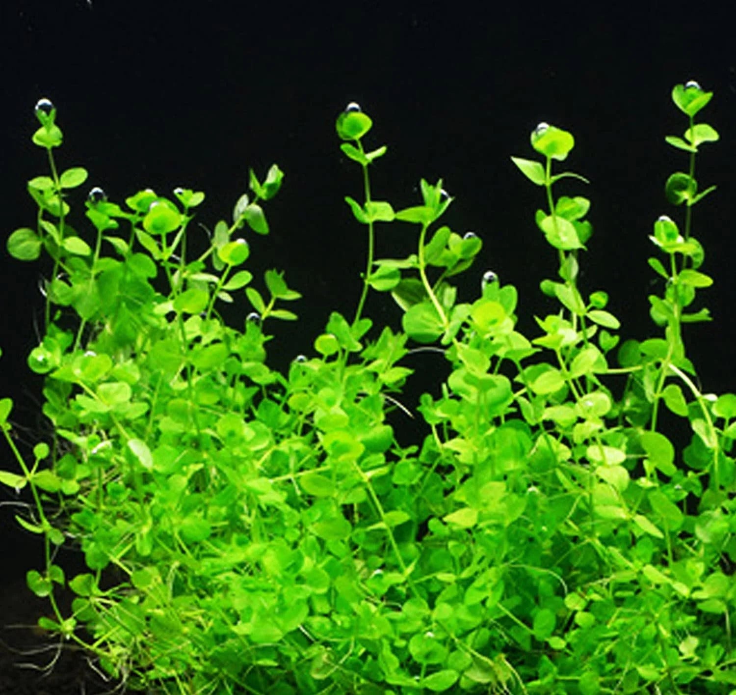 Dwarf Baby Tears Micranthemum Umbrosom