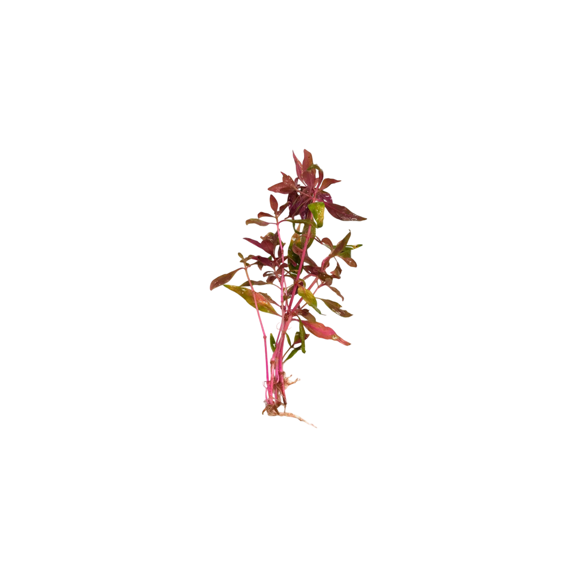 Red Flame Sword, Alternanthera Reineckii & Red Tiger Lotus Bundle